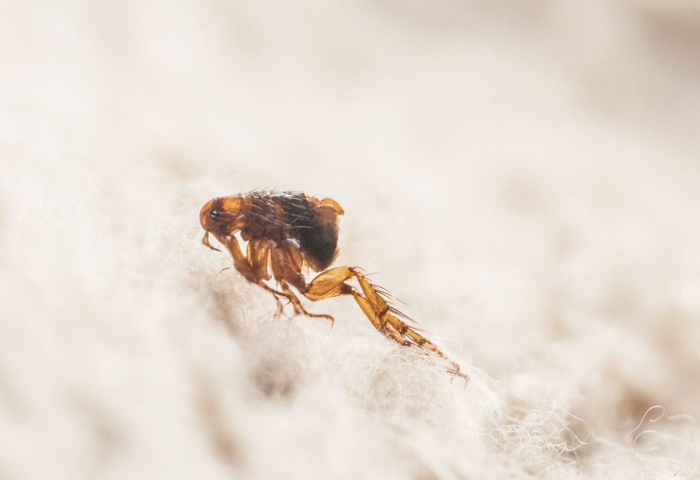Fleas in carpet