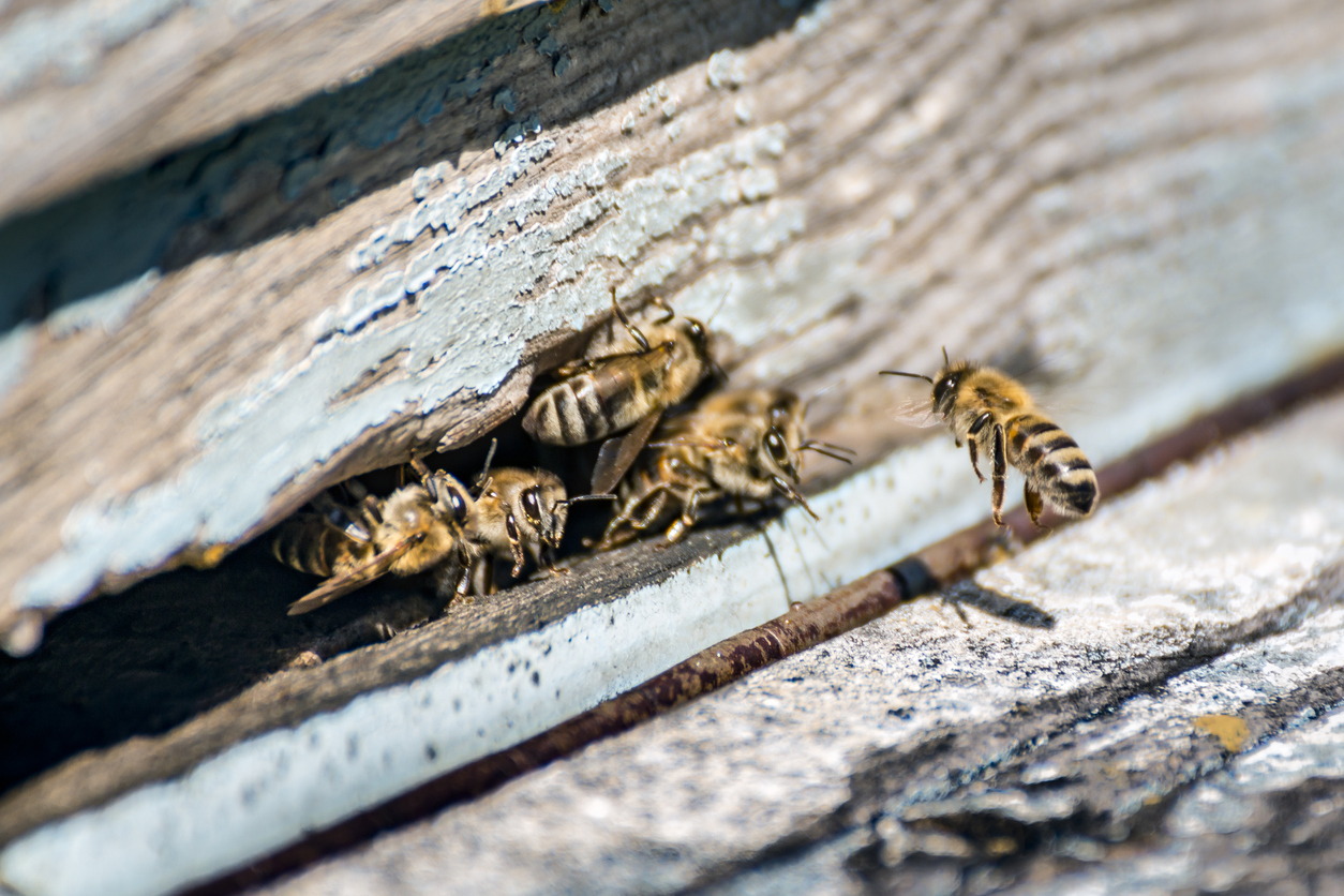 Bee Control