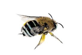 Australian bee