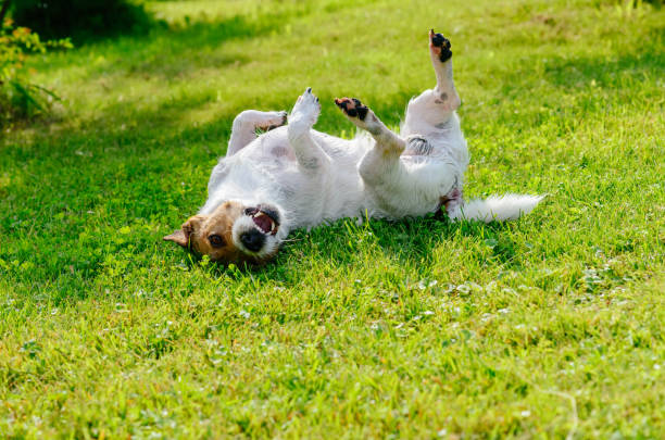 Fleas on pets