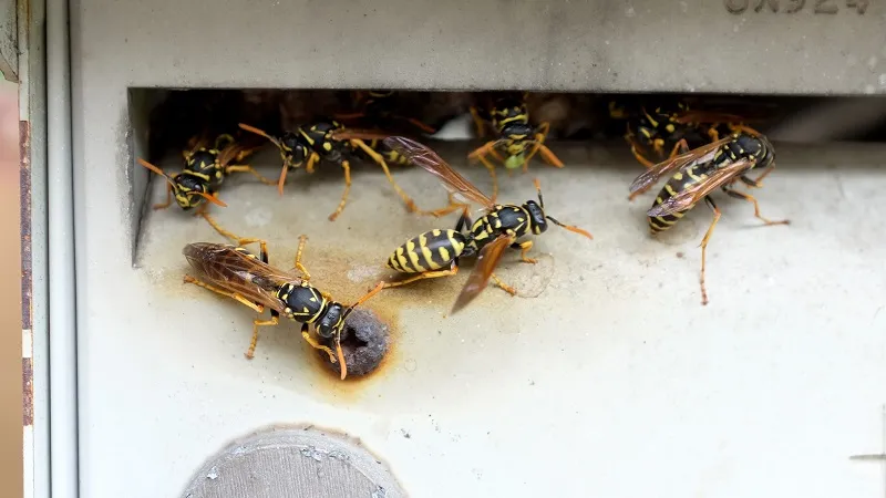 wasps in wall