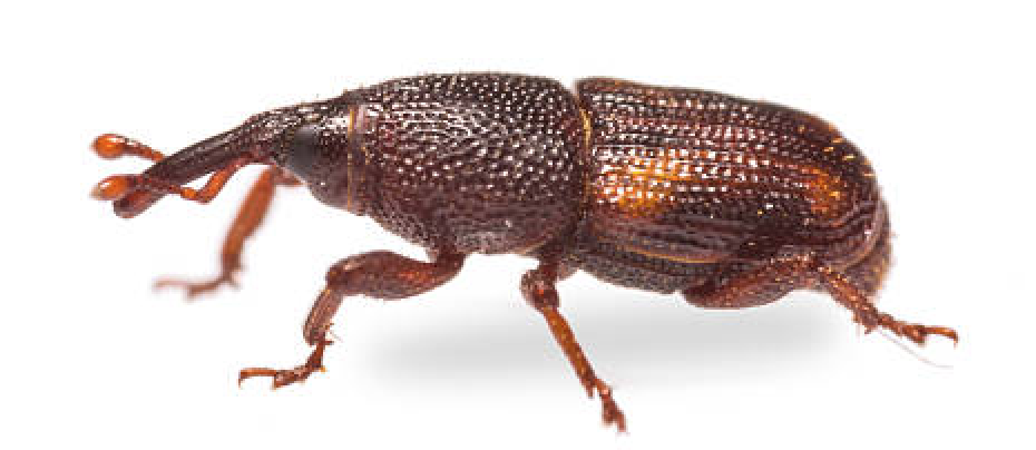 Weevil control