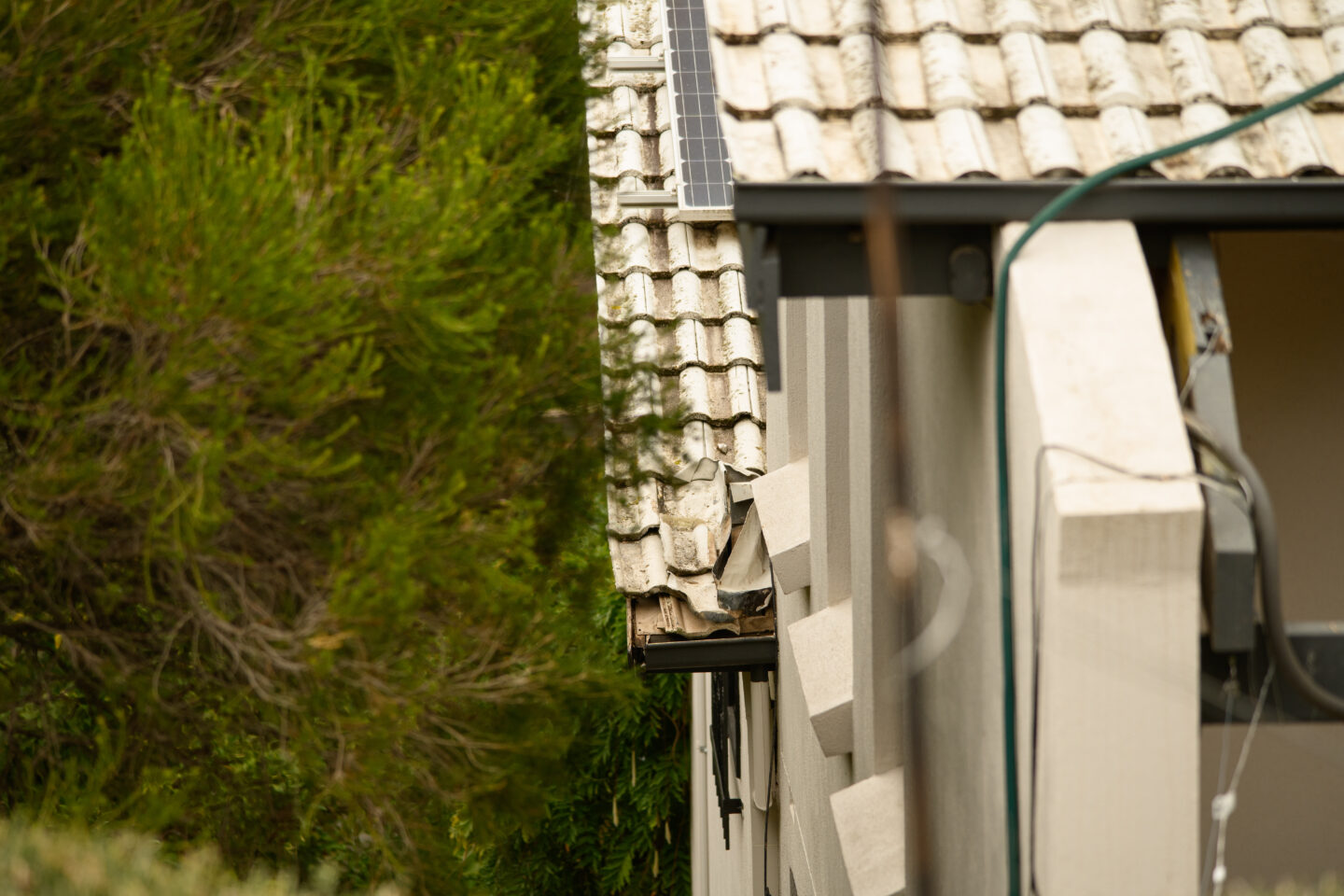 Affordable & Effective Possum Control Adelaide