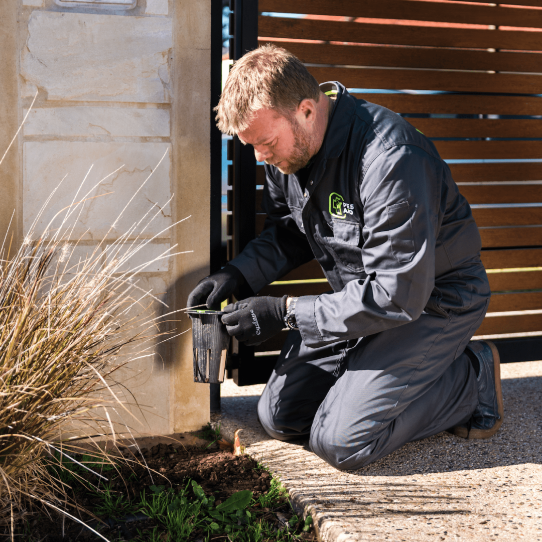 Termite bait stations Termite bait stations